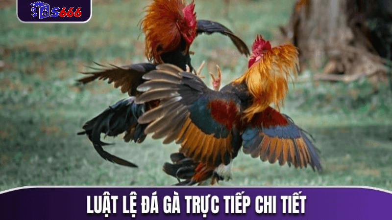 Vai trò của huấn luyện viên trong đá gà