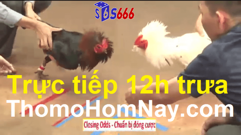 Kỹ thuật nuôi và huấn luyện gà chiến